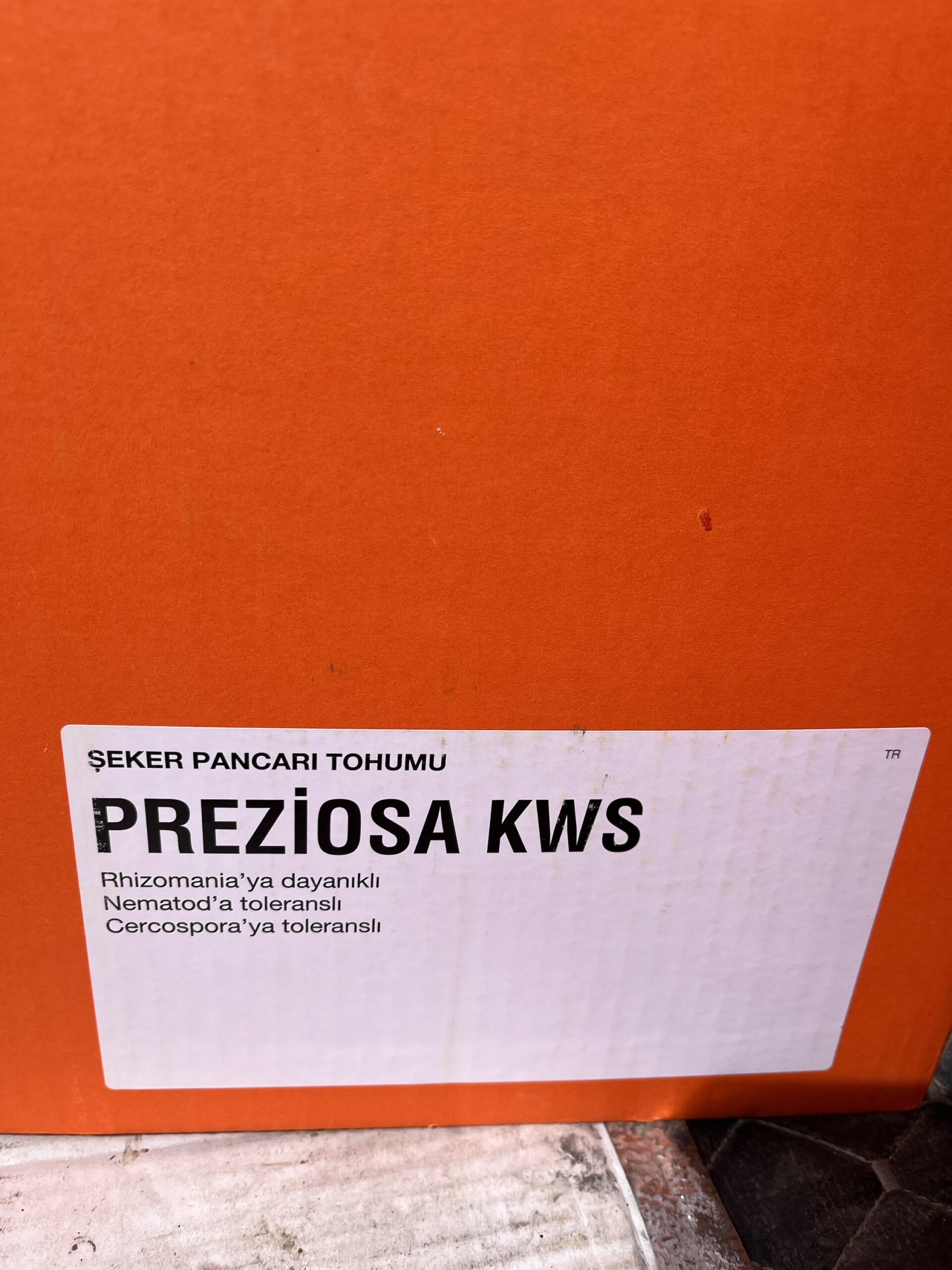Kws preziosa pancar tohumu